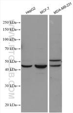 NR1H4 Antibody in Western Blot (WB)