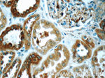 CAPNS1 Antibody in Immunohistochemistry (Paraffin) (IHC (P))