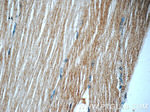 PGP Antibody in Immunohistochemistry (Paraffin) (IHC (P))