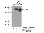 PGP Antibody in Immunoprecipitation (IP)