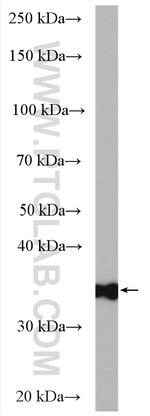 PGP Antibody in Western Blot (WB)