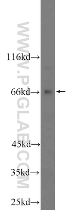 TTC26 Antibody in Western Blot (WB)