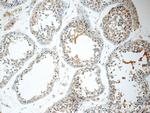 ODF3 Antibody in Immunohistochemistry (Paraffin) (IHC (P))