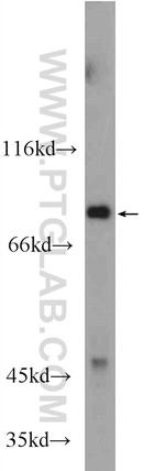 HAP1 Antibody in Western Blot (WB)