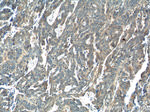 WDFY3 / ALFY Antibody in Immunohistochemistry (Paraffin) (IHC (P))