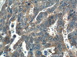 WDFY3 / ALFY Antibody in Immunohistochemistry (Paraffin) (IHC (P))