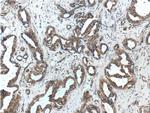 WDFY3 / ALFY Antibody in Immunohistochemistry (Paraffin) (IHC (P))