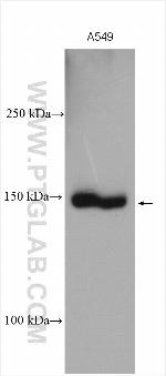 DAPK1 Antibody in Western Blot (WB)