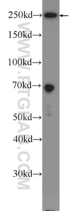 ATG2B Antibody in Western Blot (WB)