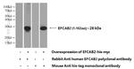 EFCAB2 Antibody in Western Blot (WB)