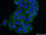 SAMD9L Antibody in Immunocytochemistry (ICC/IF)