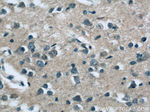 SAMD9L Antibody in Immunohistochemistry (Paraffin) (IHC (P))