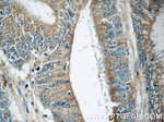 SAMD9L Antibody in Immunohistochemistry (Paraffin) (IHC (P))