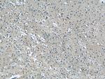 SAMD9L Antibody in Immunohistochemistry (Paraffin) (IHC (P))