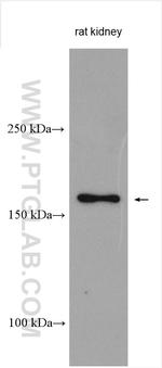 SAMD9L Antibody in Western Blot (WB)