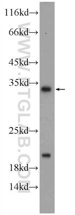 QPRT Antibody in Western Blot (WB)