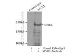 MYH1 (N-terminal) Antibody in Immunoprecipitation (IP)