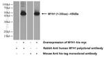 MYH1 (N-terminal) Antibody in Western Blot (WB)