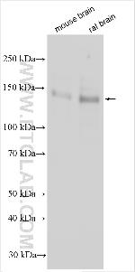 MAGI2 Antibody in Western Blot (WB)