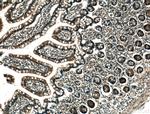 FBP2 Antibody in Immunohistochemistry (Paraffin) (IHC (P))