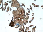 AKAP12 Antibody in Immunohistochemistry (Paraffin) (IHC (P))