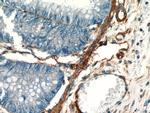 AKAP12 Antibody in Immunohistochemistry (Paraffin) (IHC (P))