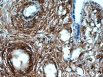 AKAP12 Antibody in Immunohistochemistry (Paraffin) (IHC (P))