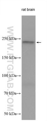 AKAP12 Antibody in Western Blot (WB)