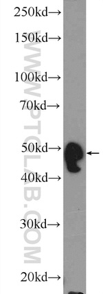 WIPI1 Antibody in Western Blot (WB)