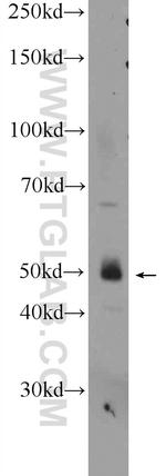 WIPI1 Antibody in Western Blot (WB)