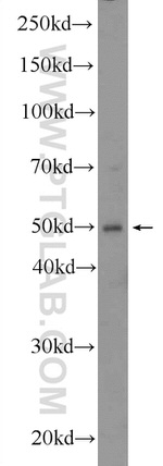 WIPI1 Antibody in Western Blot (WB)