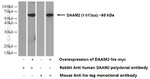 DAAM2 Antibody in Western Blot (WB)