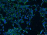 TXNDC9 Antibody in Immunocytochemistry (ICC/IF)