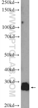 TXNDC9 Antibody in Western Blot (WB)