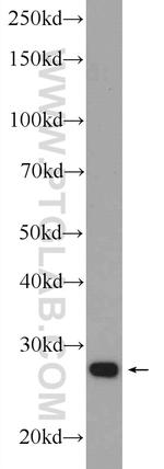 TXNDC9 Antibody in Western Blot (WB)