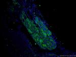 DTX4 Antibody in Immunohistochemistry (PFA fixed) (IHC (PFA))