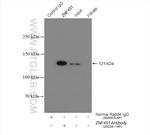 ZNF451 Antibody in Immunoprecipitation (IP)