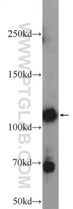 ZNF451 Antibody in Western Blot (WB)