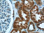 C6orf130 Antibody in Immunohistochemistry (Paraffin) (IHC (P))