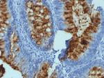 Blood Group Antigen Lewis B Antibody in Immunohistochemistry (Paraffin) (IHC (P))