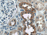 TBC1D24 Antibody in Immunohistochemistry (Paraffin) (IHC (P))