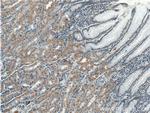 TBC1D24 Antibody in Immunohistochemistry (Paraffin) (IHC (P))