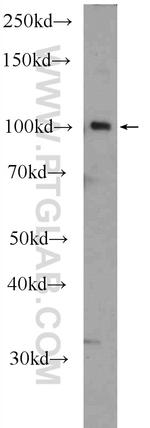 SFMBT2 Antibody in Western Blot (WB)