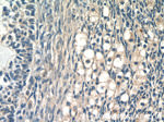 FAM20A Antibody in Immunohistochemistry (Paraffin) (IHC (P))