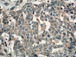 FAM20A Antibody in Immunohistochemistry (Paraffin) (IHC (P))