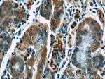 GPR44 Antibody in Immunohistochemistry (Paraffin) (IHC (P))