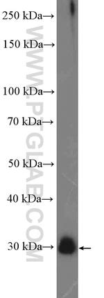 PRTN3 Antibody in Western Blot (WB)