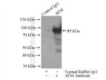 AFM Antibody in Immunoprecipitation (IP)