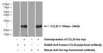 CCL25/TECK Antibody in Western Blot (WB)