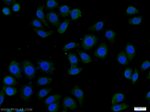 FER Antibody in Immunocytochemistry (ICC/IF)